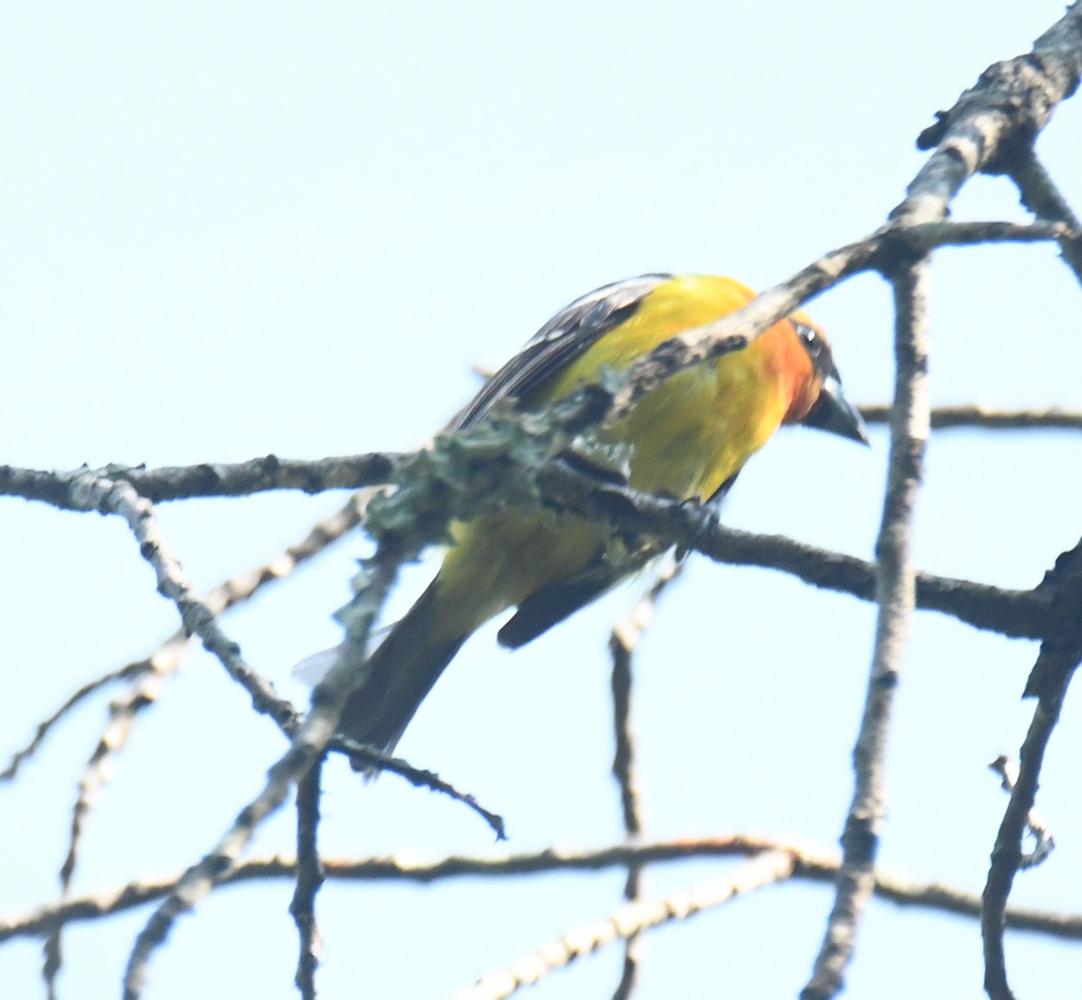 White-winged Tanager - ML620275311