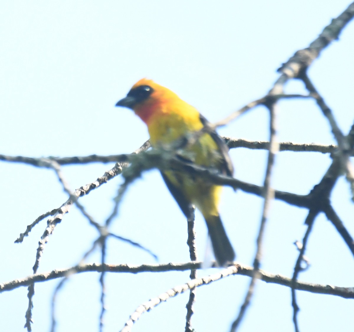 White-winged Tanager - ML620275312