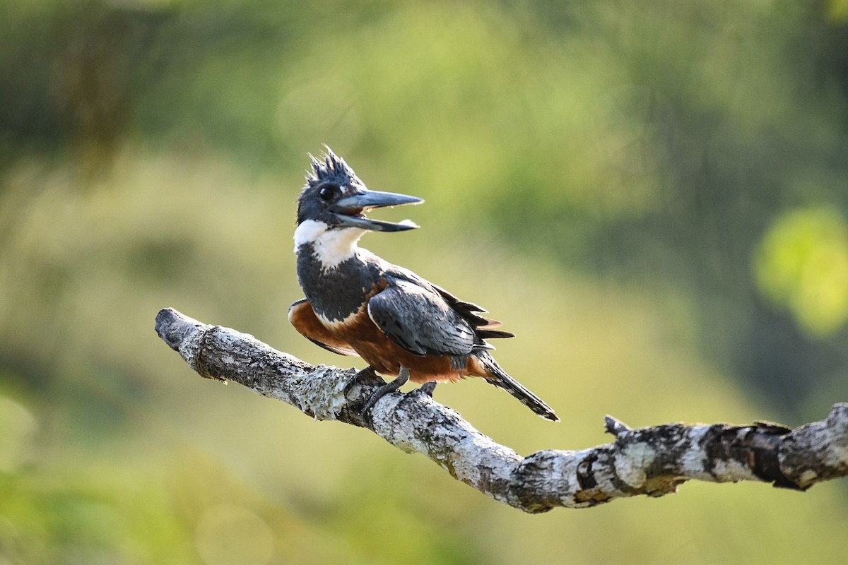 Ringed Kingfisher - ML620275313