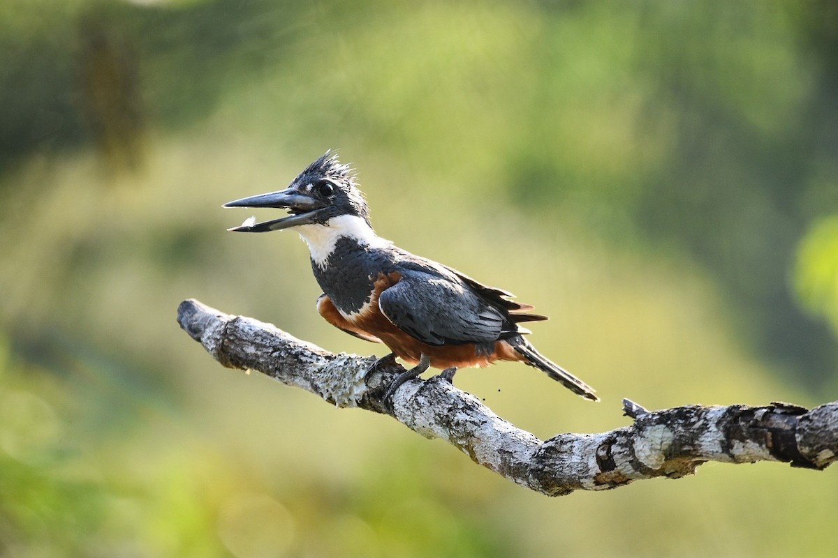 Ringed Kingfisher - ML620275314