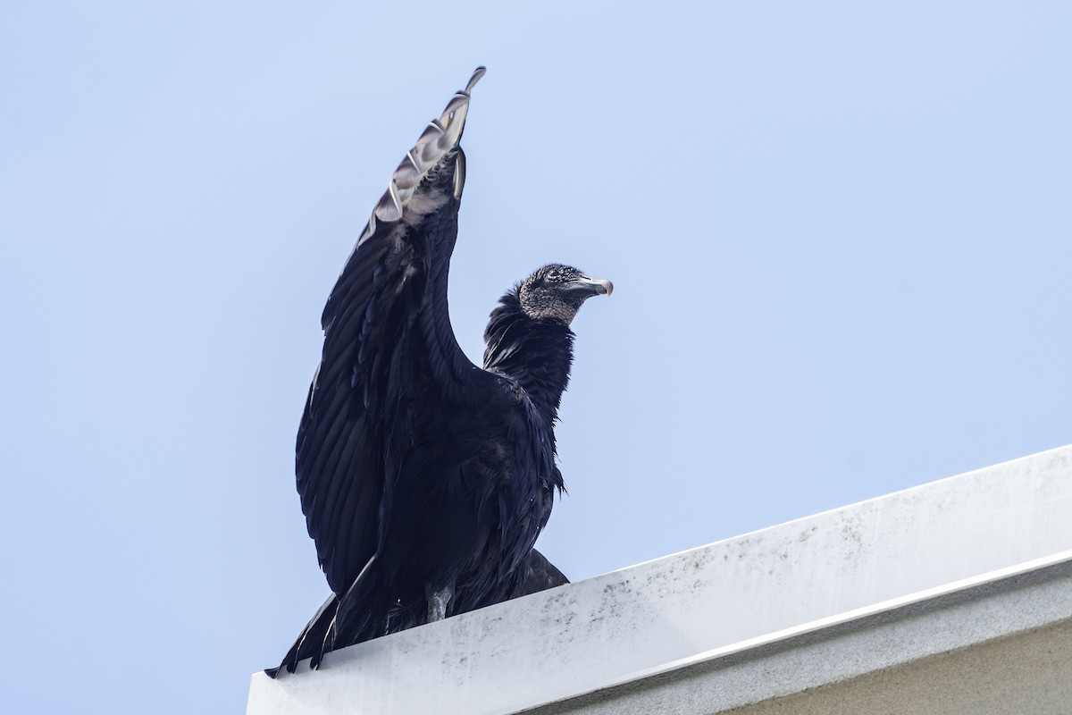 Black Vulture - ML620275316