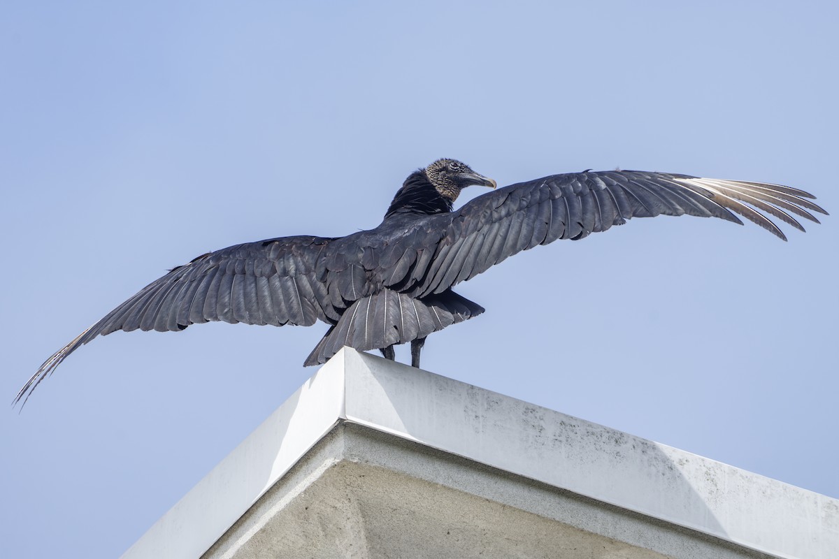 Black Vulture - ML620275317