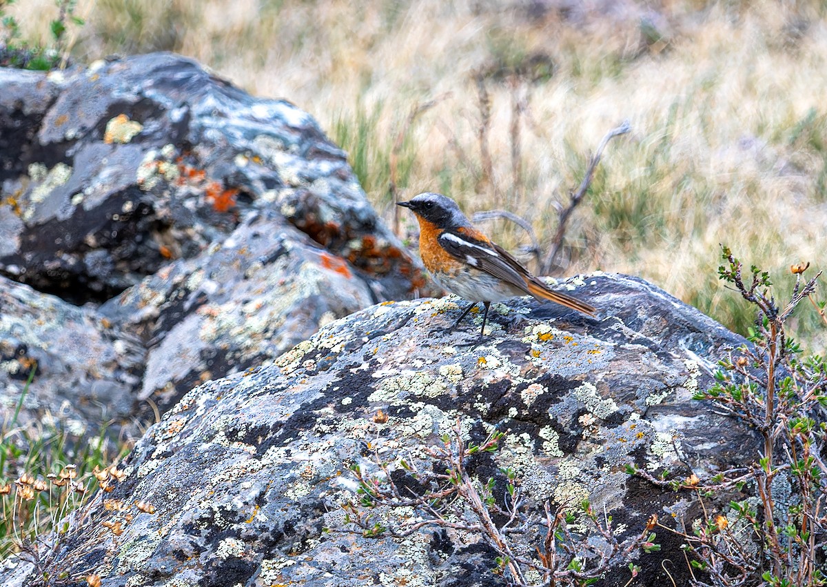 Rufous-backed Redstart - ML620275318