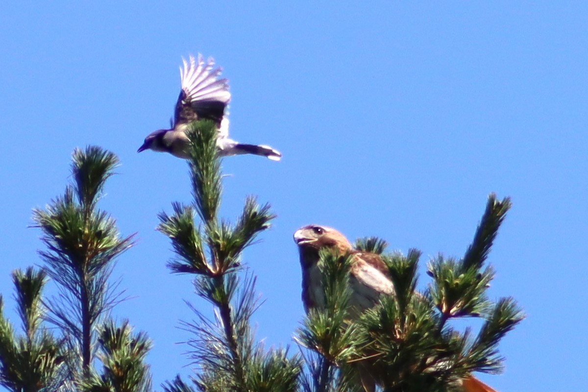 Red-tailed Hawk - rachel purdy