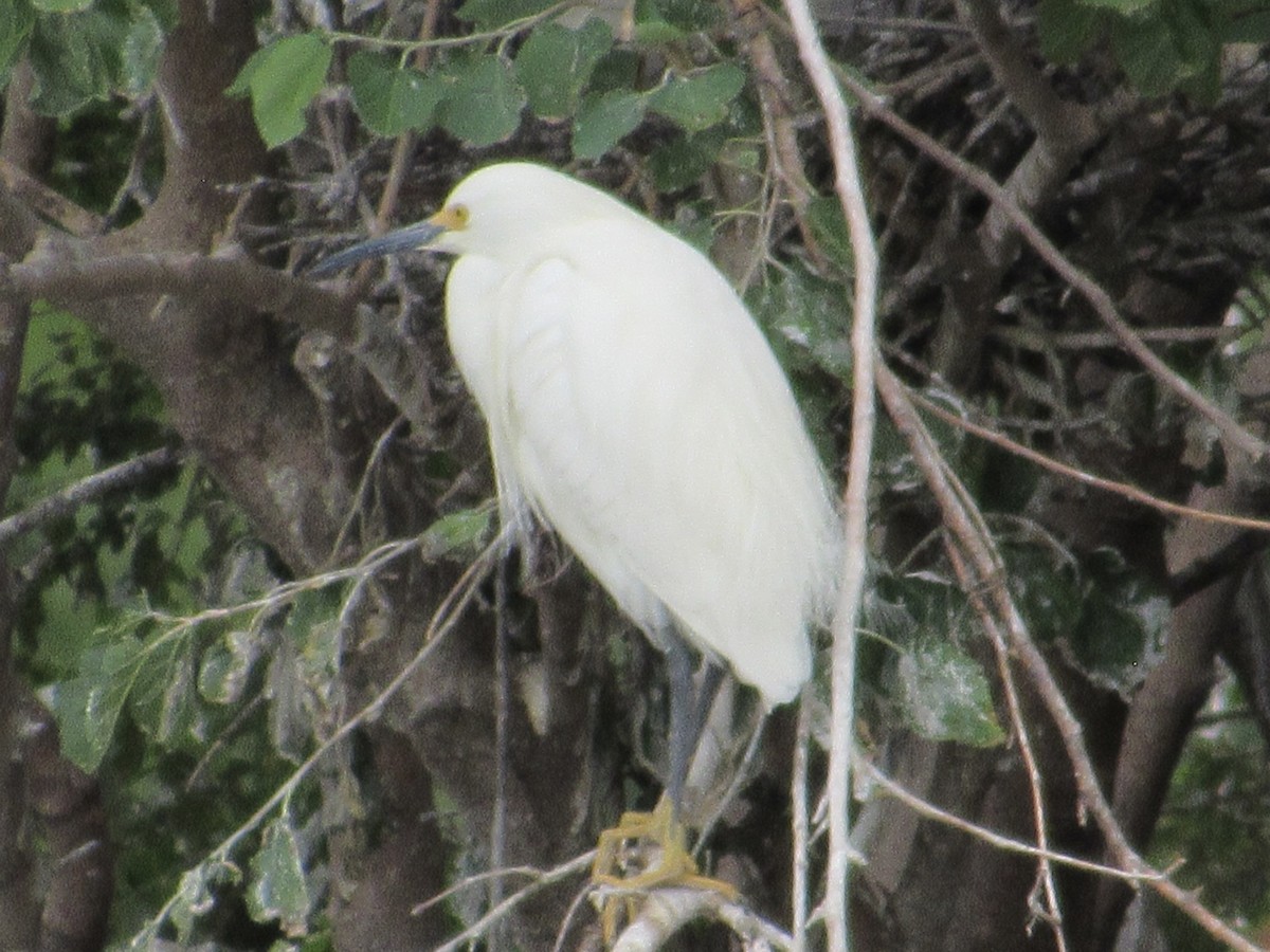 Snowy Egret - ML620275324