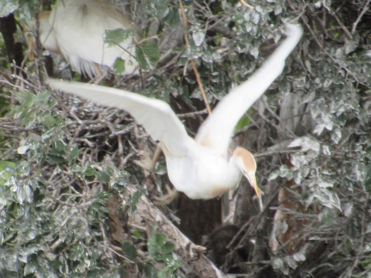 Western Cattle Egret - ML620275329