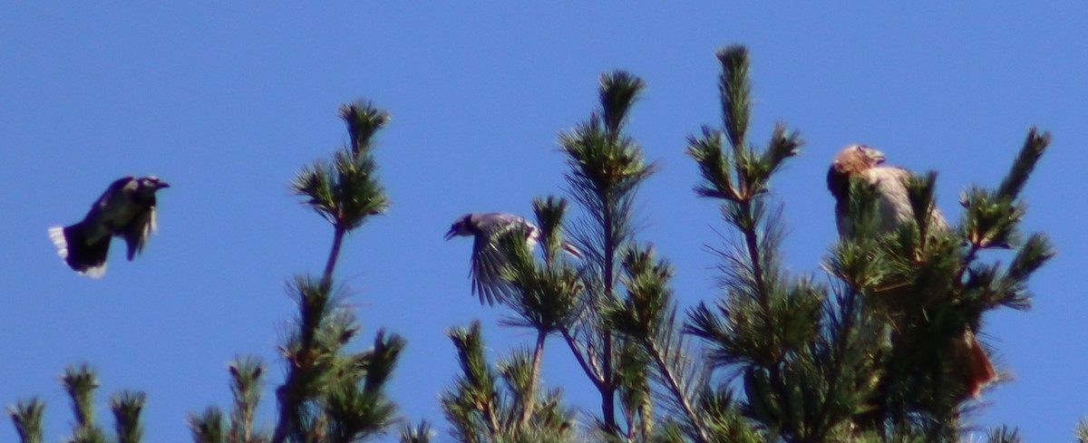 Red-tailed Hawk - ML620275337