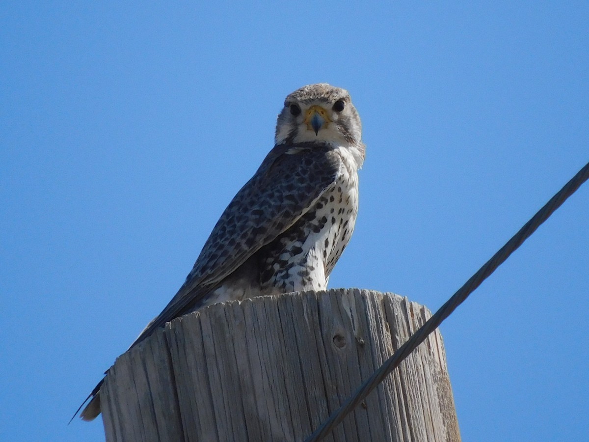 Prairie Falcon - ML620275343