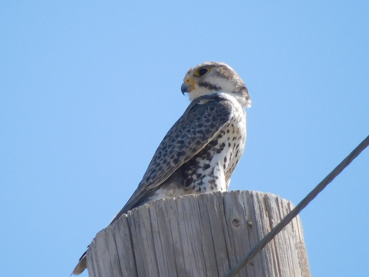 Prairie Falcon - ML620275344