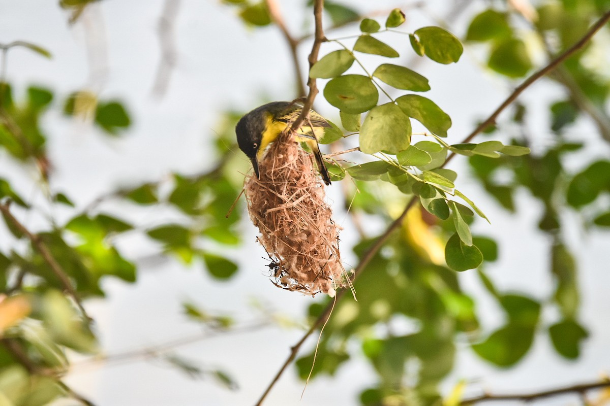 Common Tody-Flycatcher - ML620275355