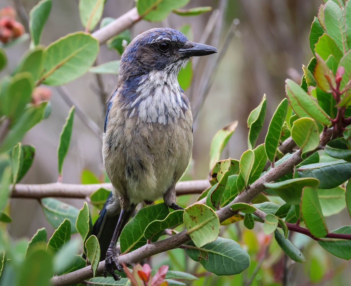 California Scrub-Jay - Kathleen Waldron