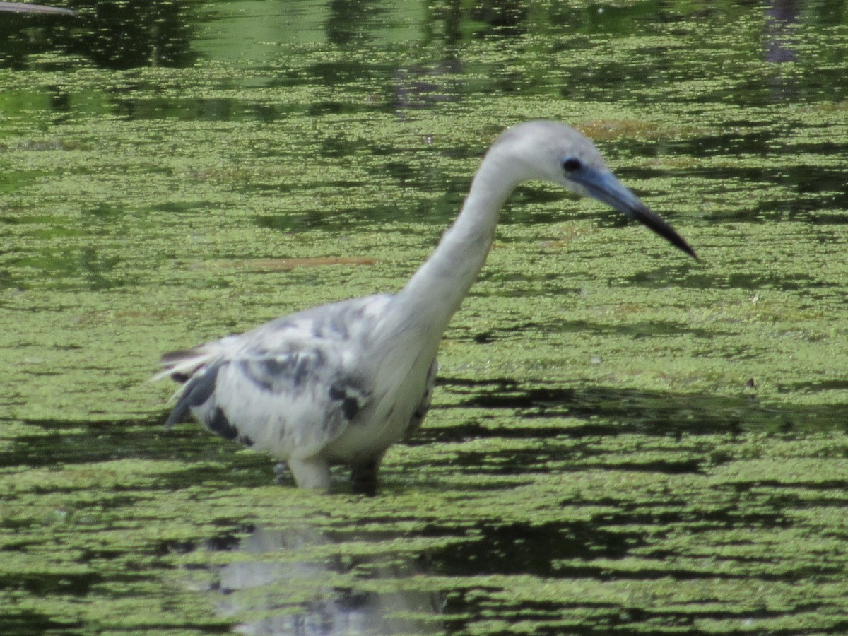 Little Blue Heron - ML620275361