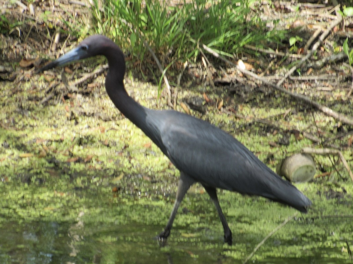 Little Blue Heron - ML620275362