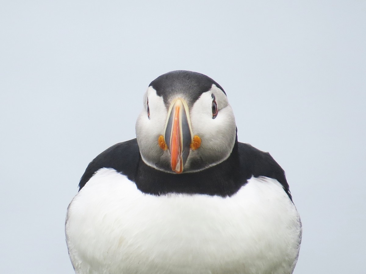 Atlantic Puffin - ML620275367