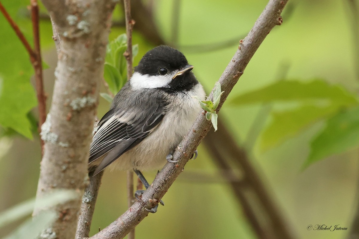 Mésange à tête noire - ML620275371