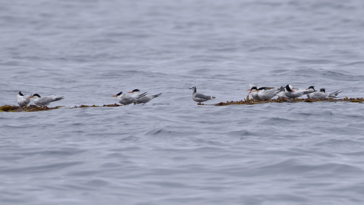 Sabine's Gull - ML620275379