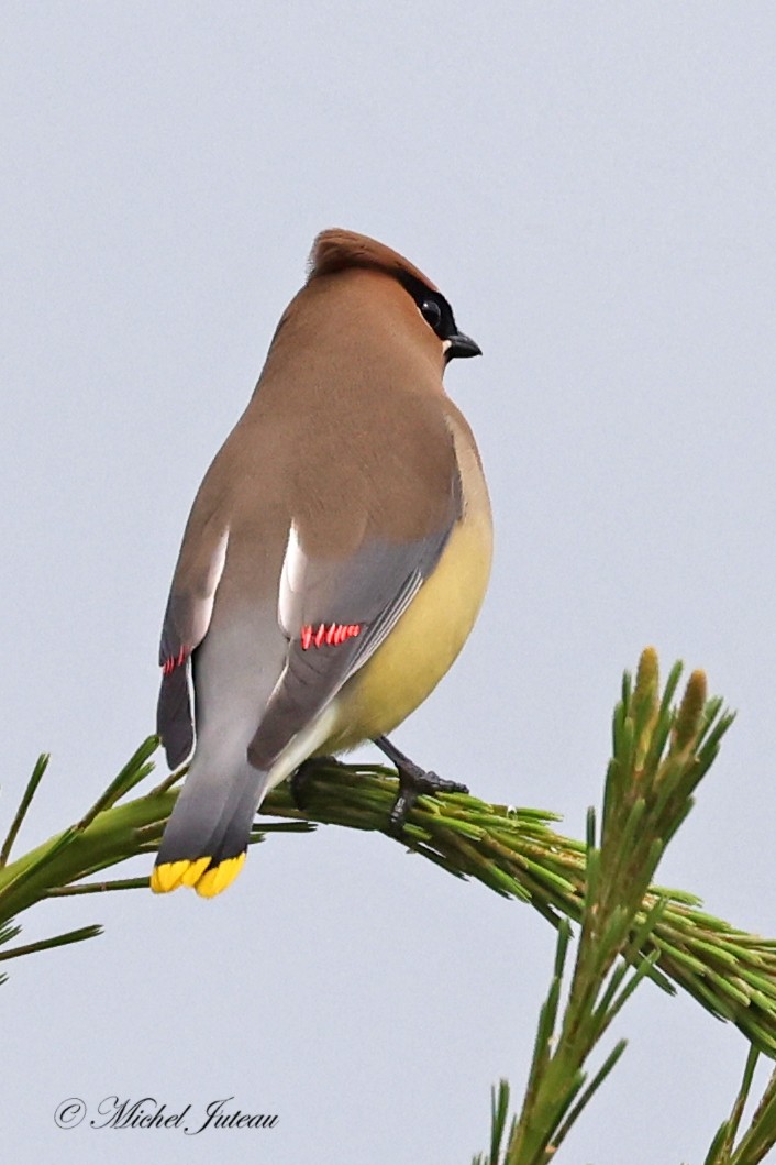 Cedar Waxwing - ML620275382