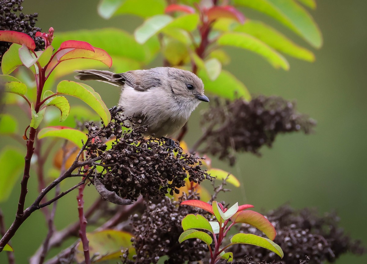 Bushtit - ML620275387