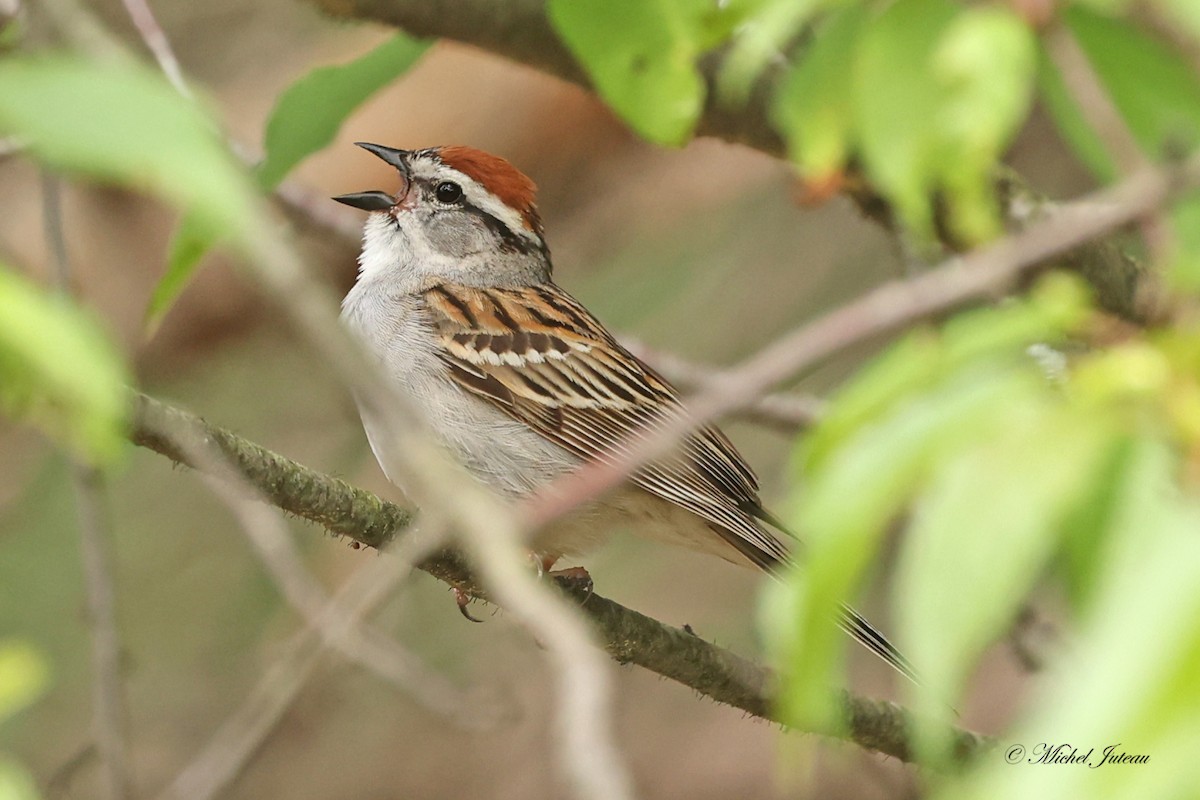 Chipping Sparrow - ML620275390