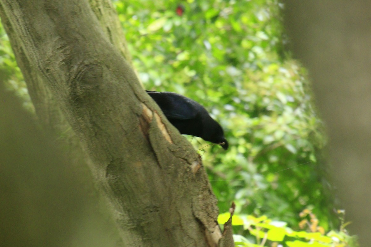 Large-billed Crow - ML620275400