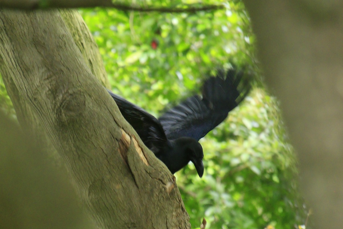 Large-billed Crow - ML620275401