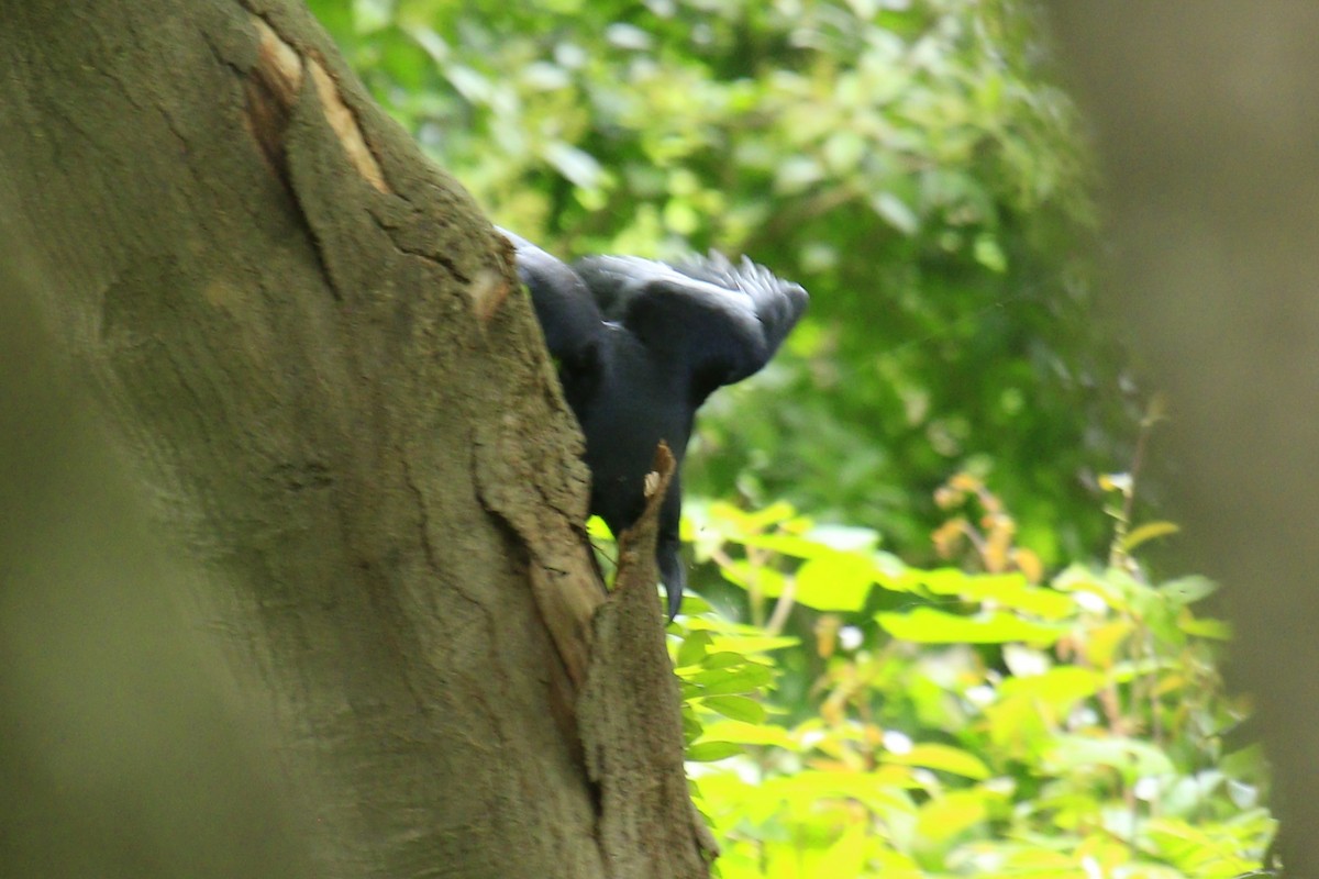 Large-billed Crow - ML620275402