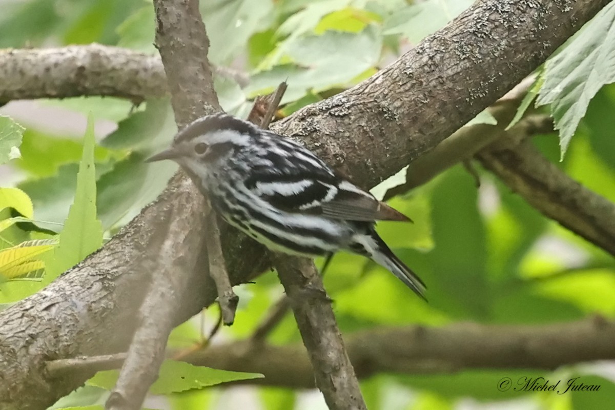 Black-and-white Warbler - ML620275405