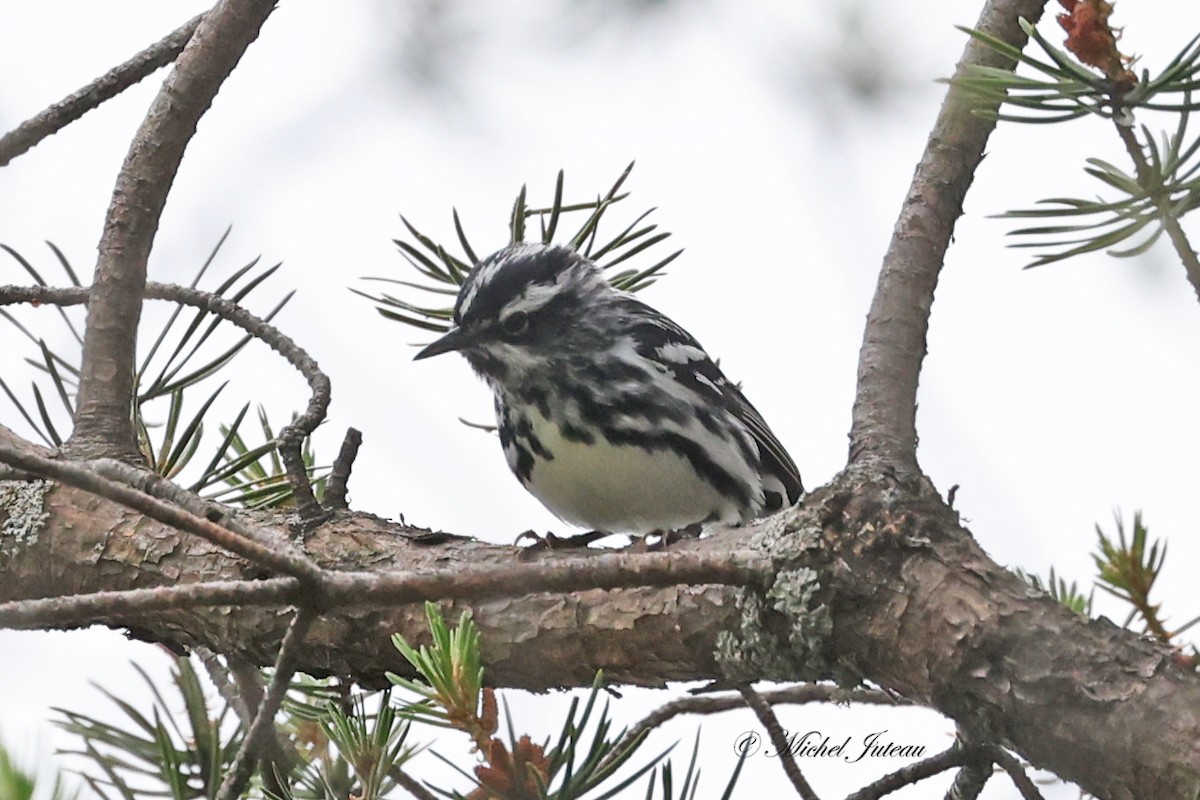 Black-and-white Warbler - ML620275406