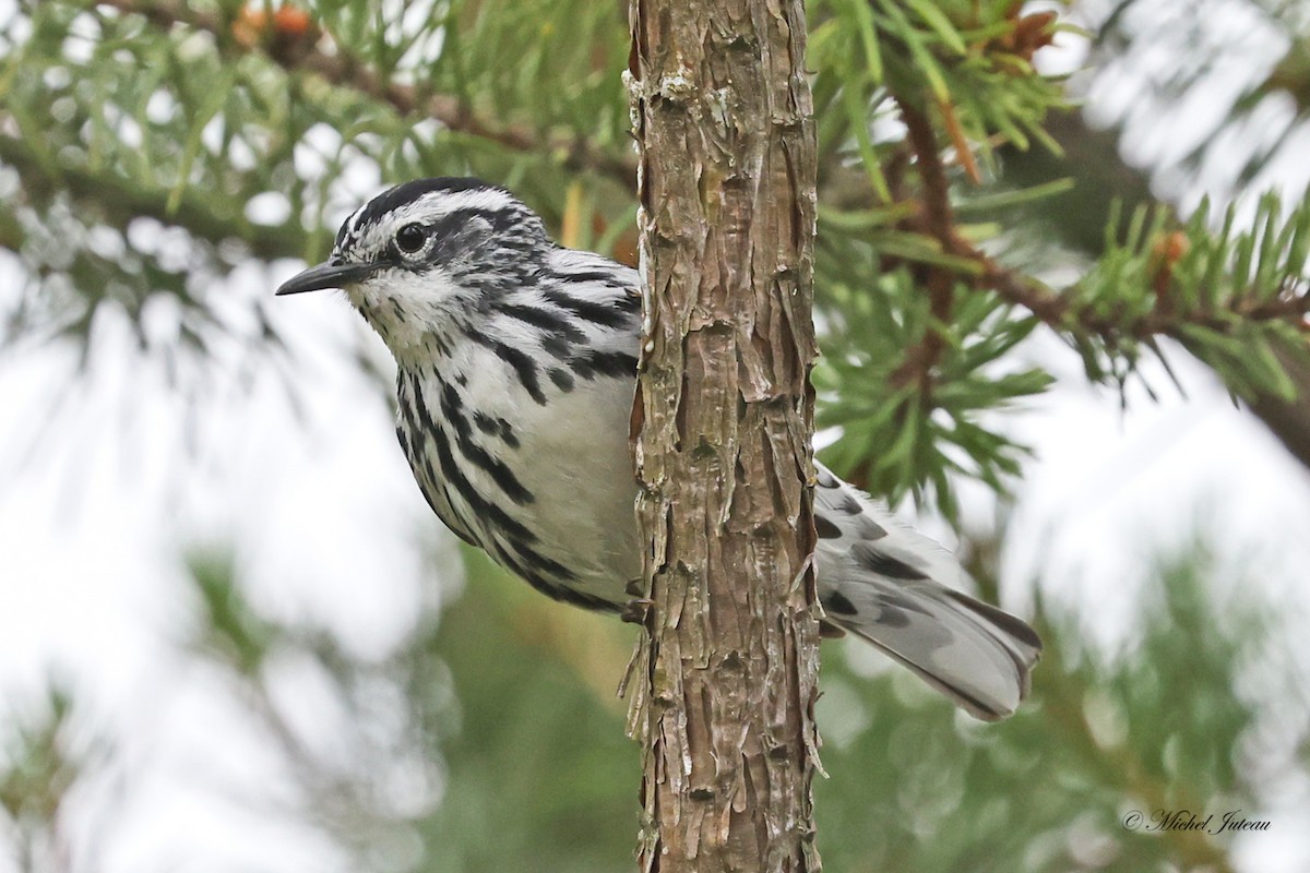 Black-and-white Warbler - ML620275407