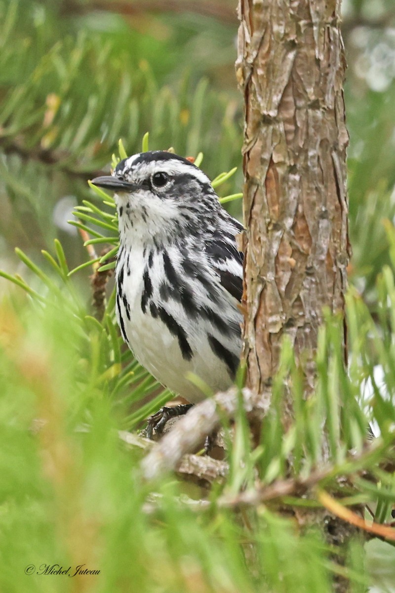Black-and-white Warbler - ML620275408
