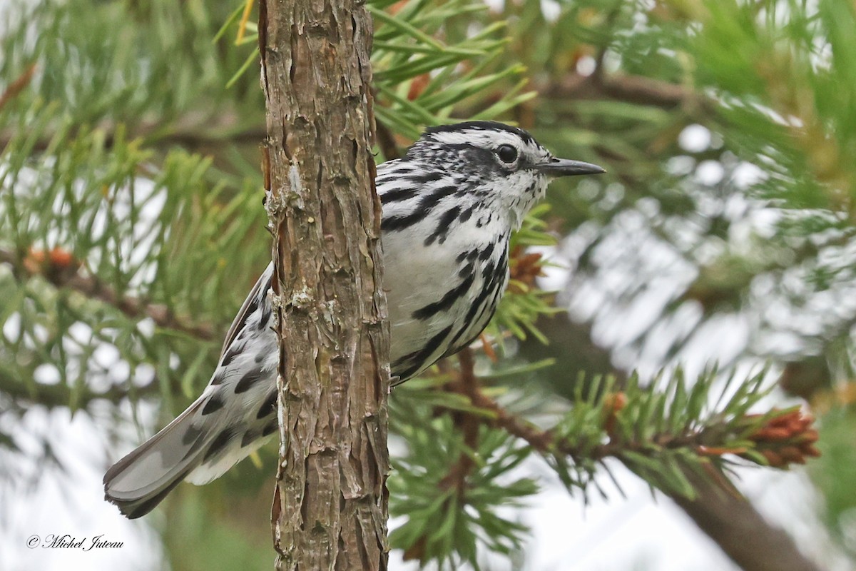 Black-and-white Warbler - ML620275409