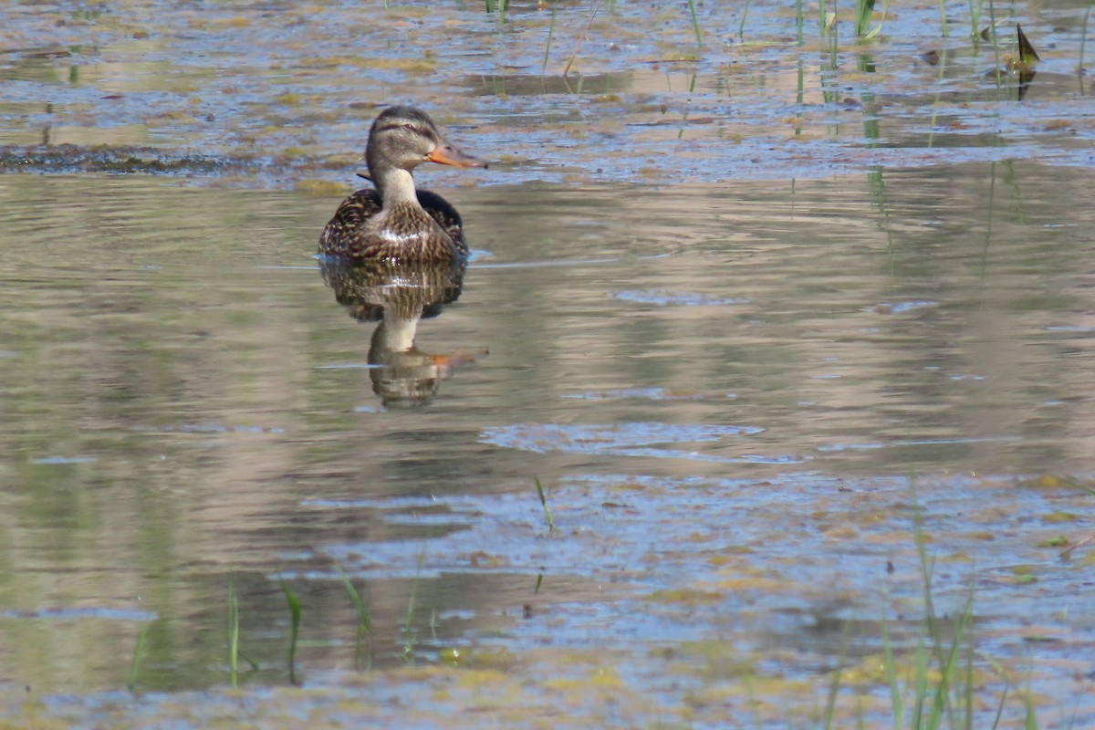 Mallard (Domestic type) - ML620275415