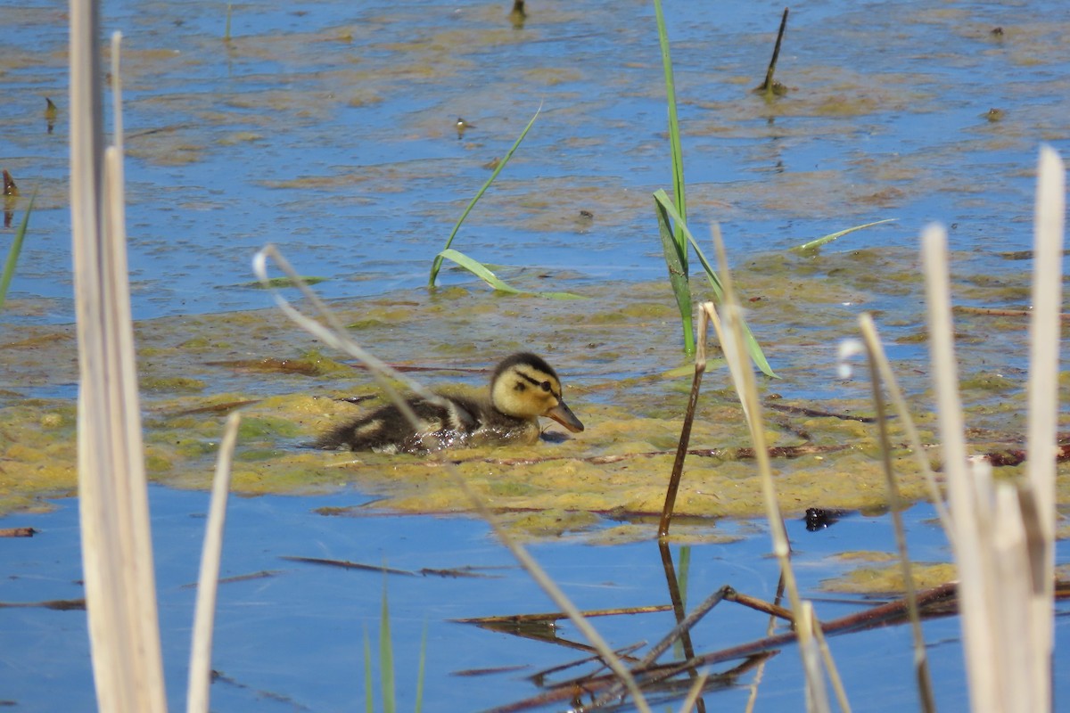 Canard colvert (forme domestique) - ML620275416