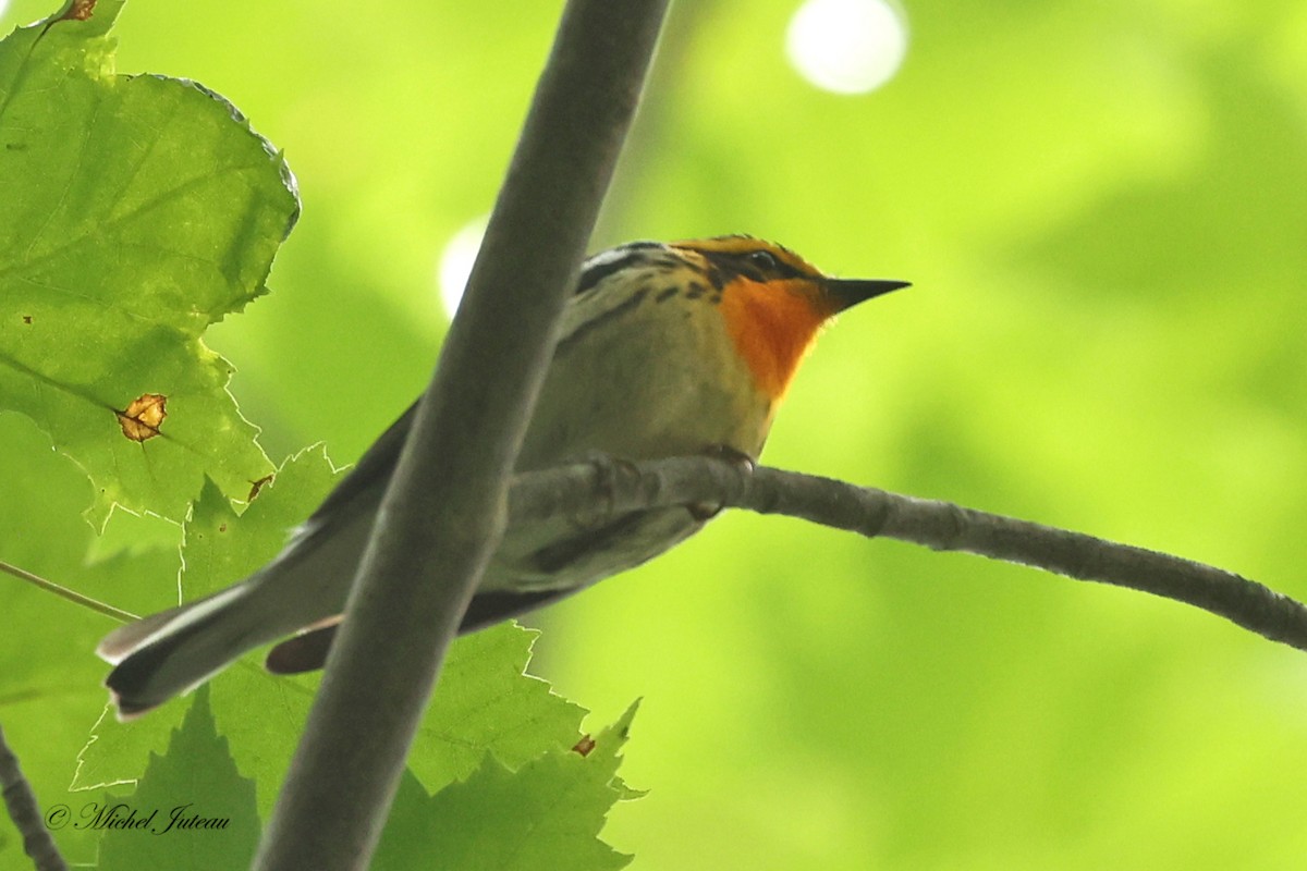 Blackburnian Warbler - ML620275423