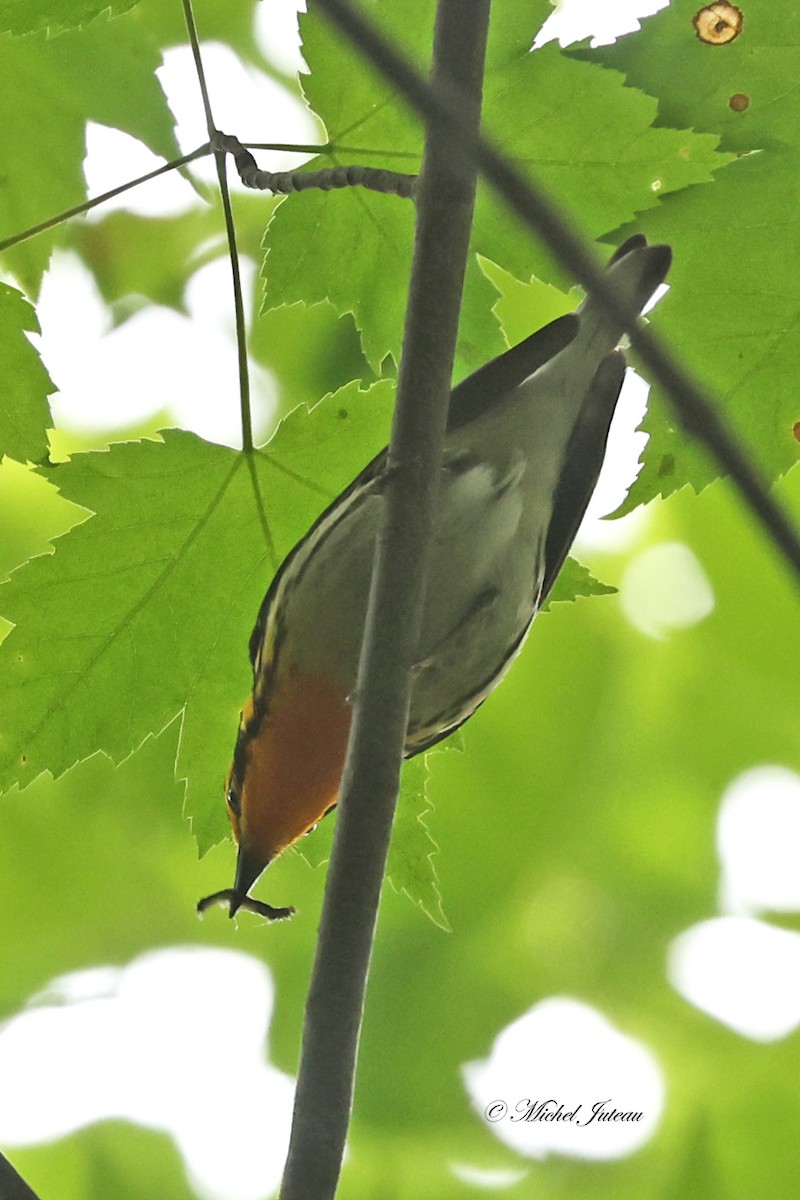 Blackburnian Warbler - ML620275424