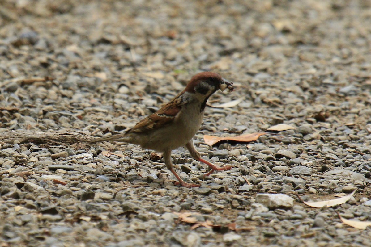 Eurasian Tree Sparrow - ML620275426