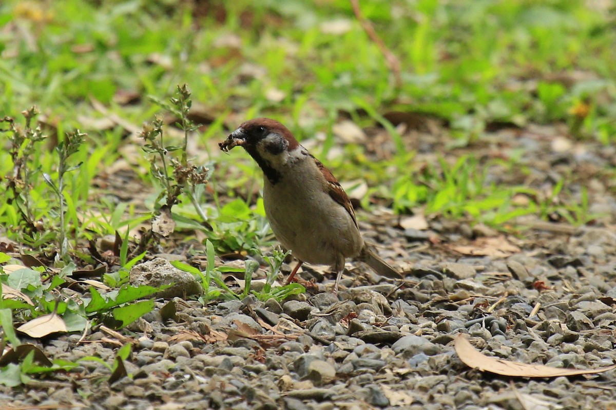 Eurasian Tree Sparrow - ML620275427