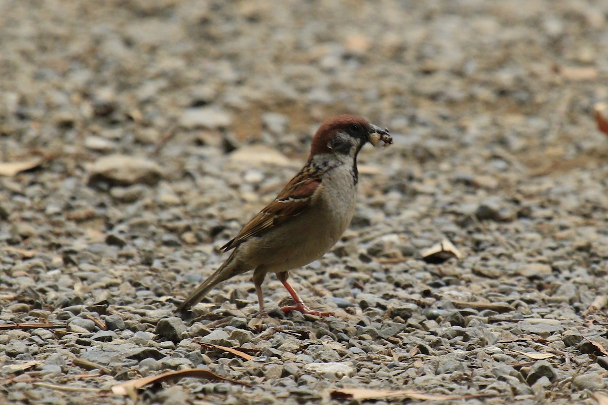 Eurasian Tree Sparrow - ML620275428