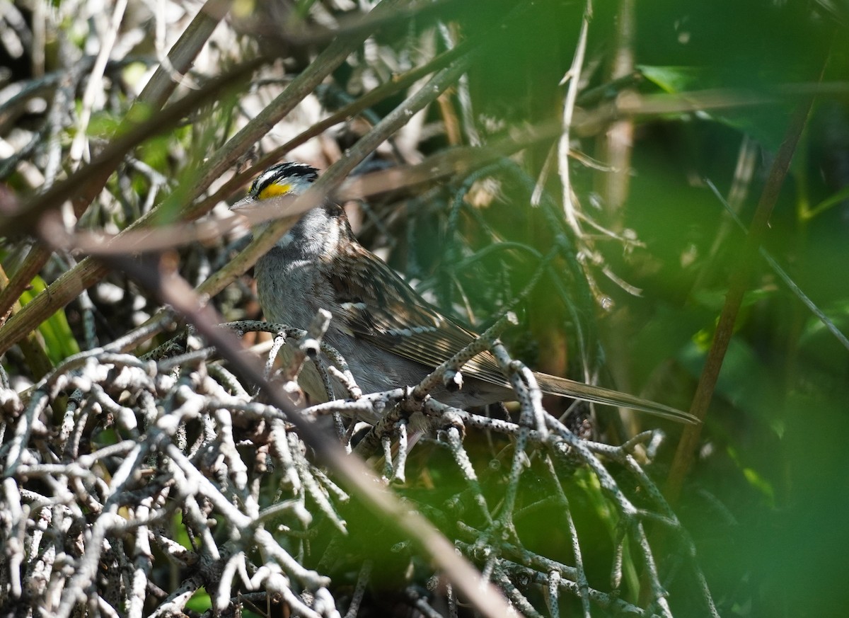 White-throated Sparrow - ML620275430