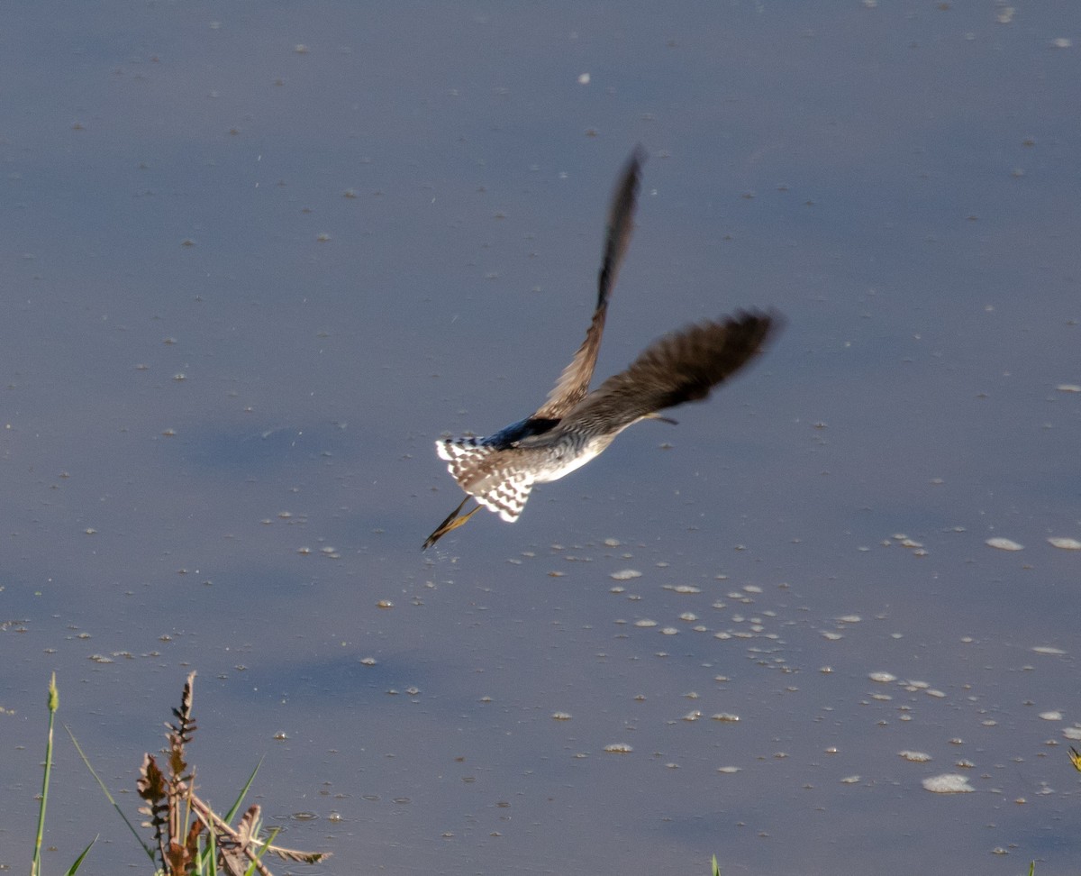 Solitary Sandpiper - ML620275434