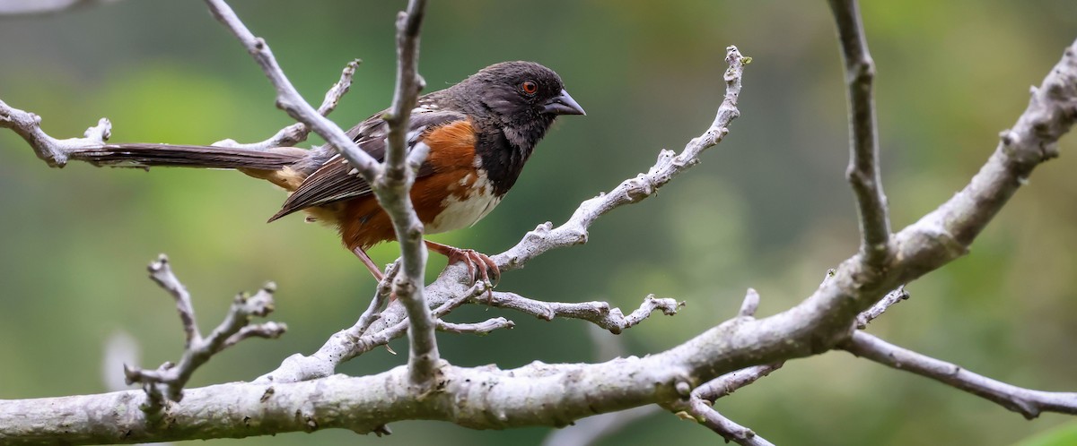 Spotted Towhee - ML620275438