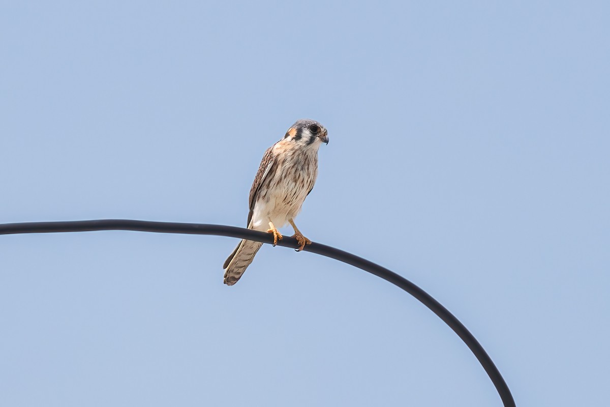 American Kestrel - ML620275439