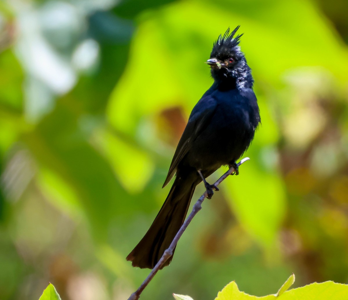 Phainopepla - Kathleen Waldron