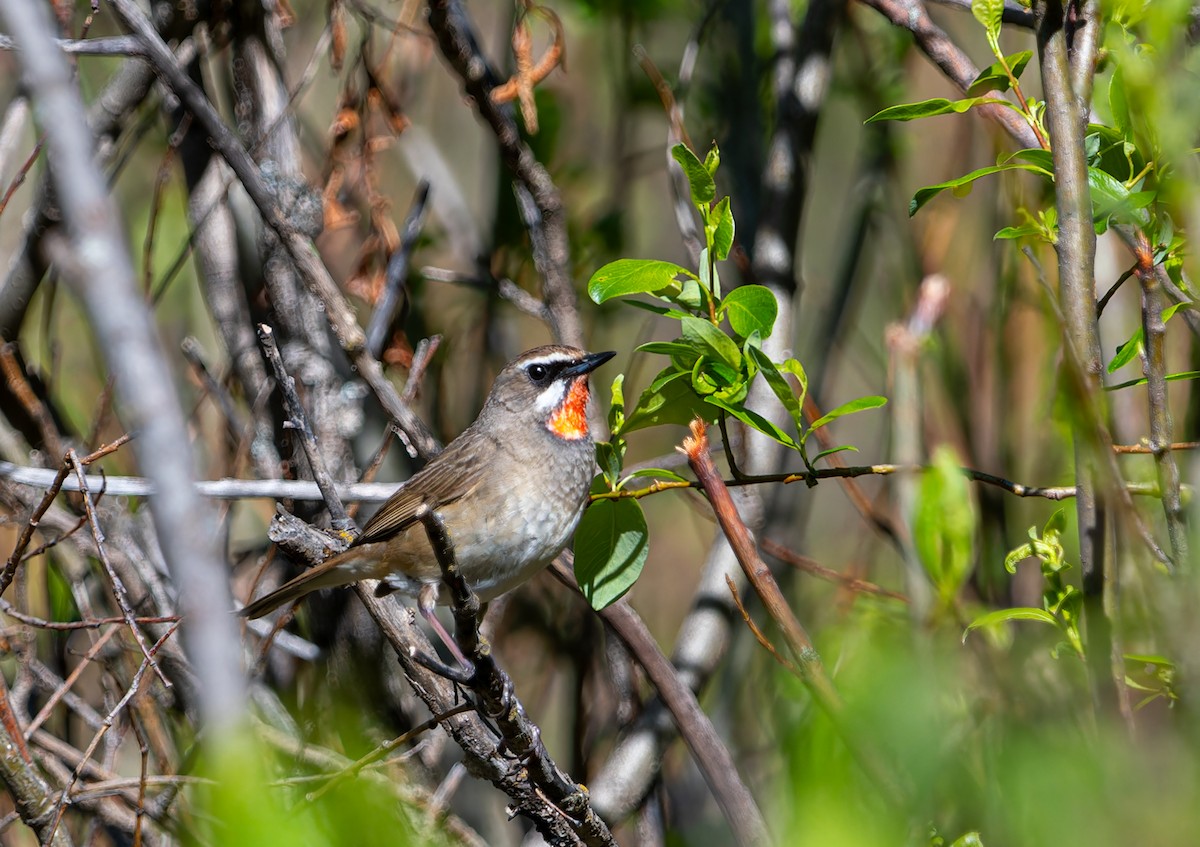 Siberian Rubythroat - ML620275454