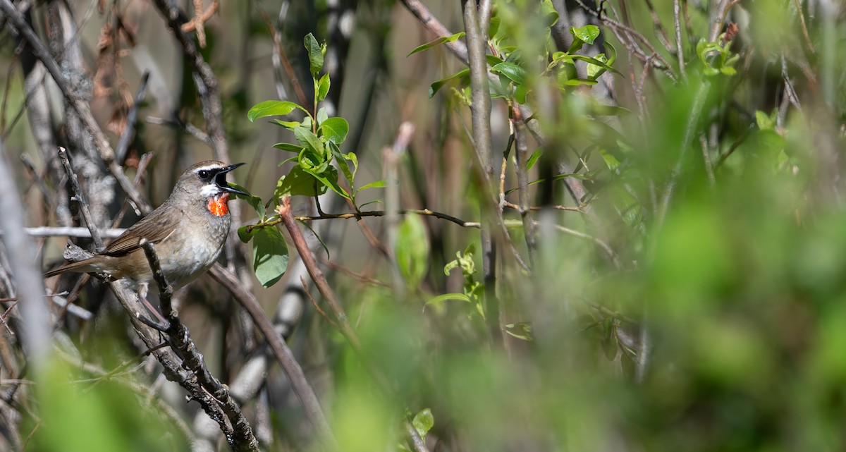 Siberian Rubythroat - ML620275455