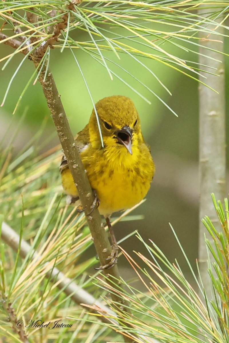 Pine Warbler - ML620275457