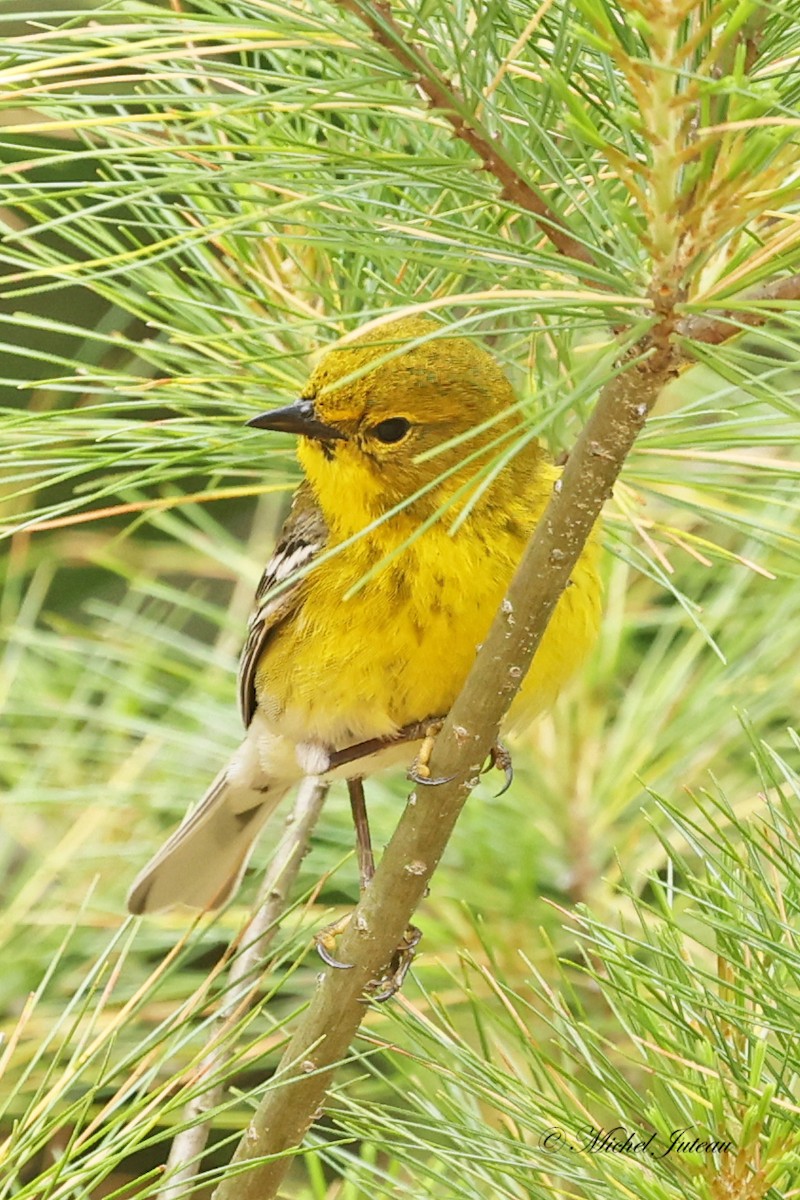 Pine Warbler - ML620275459