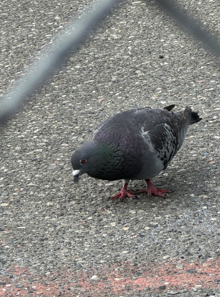 Rock Pigeon (Feral Pigeon) - ML620275463