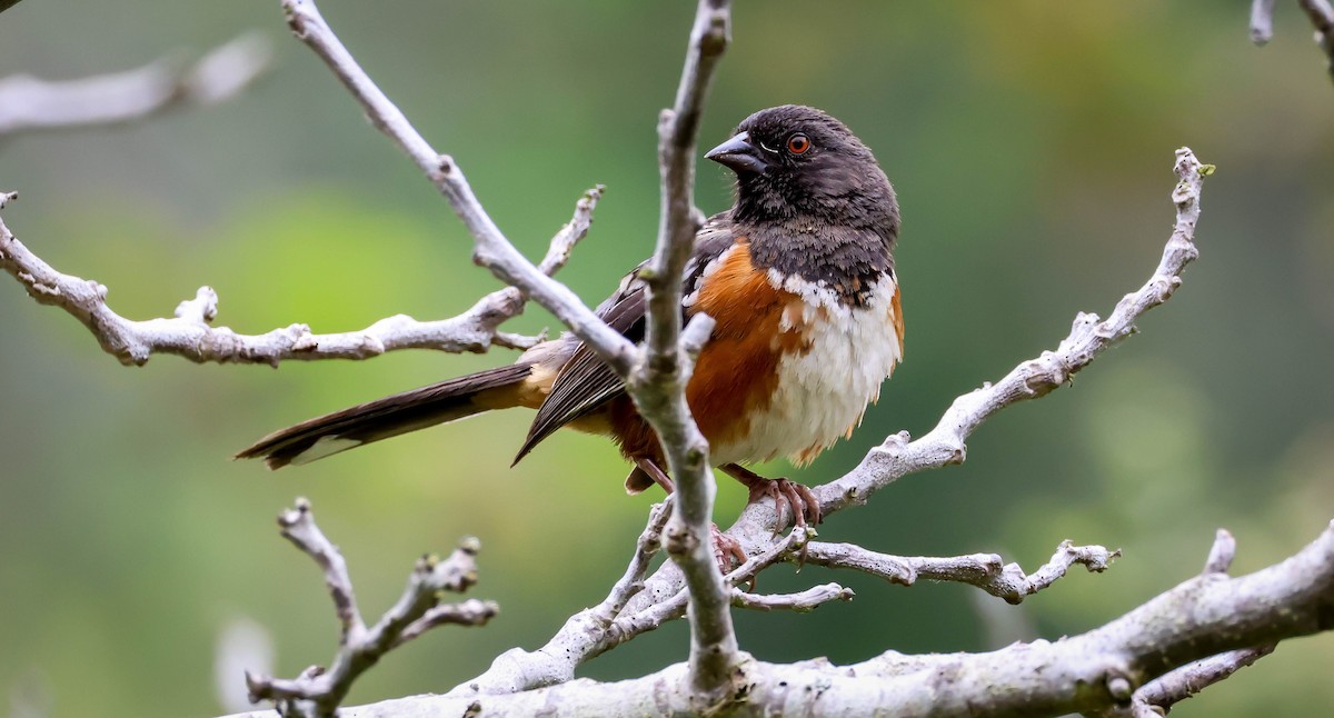 Spotted Towhee - ML620275464