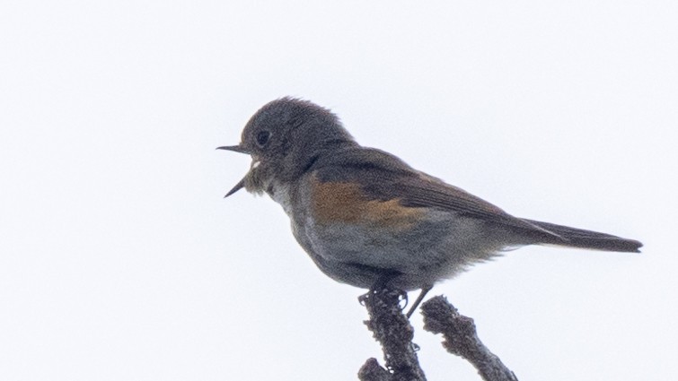 Red-flanked Bluetail - ML620275465